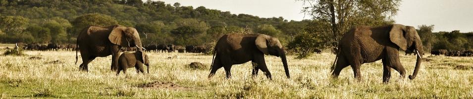 Elephant Baby Mother