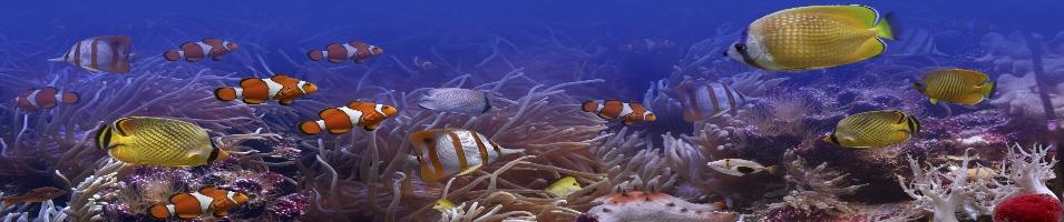 Diving