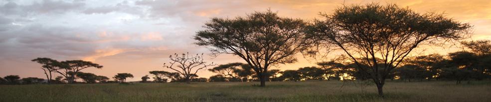 Serengeti