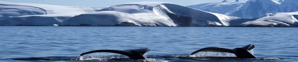 Antarctica
