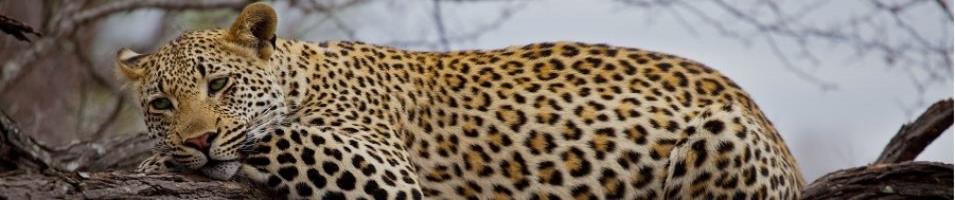 leopard