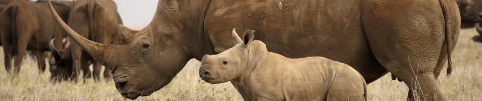Rhino
