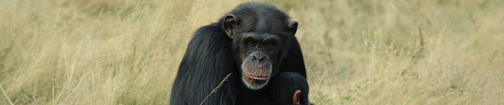 Tanzania