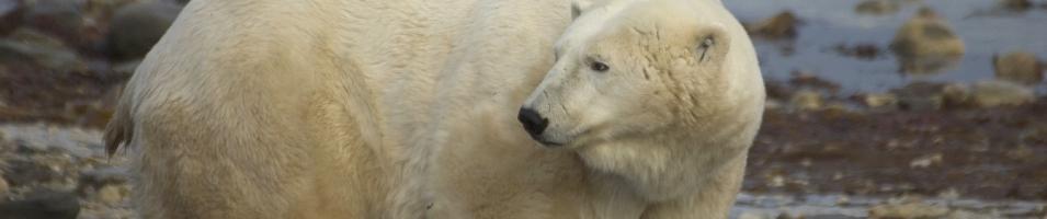 Churchill Polar Bear