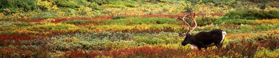 Fall Tundra