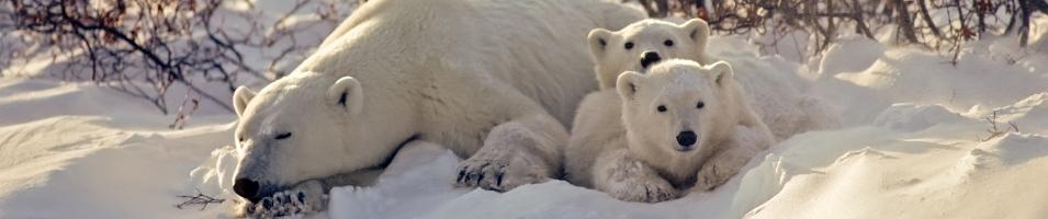 Mother with Cubs