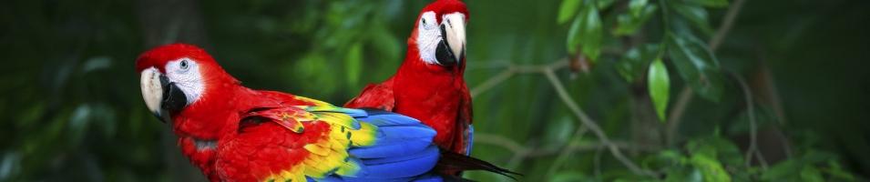 Amazon Scarlet Macaws
