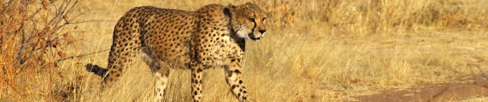Etosha Cheatah