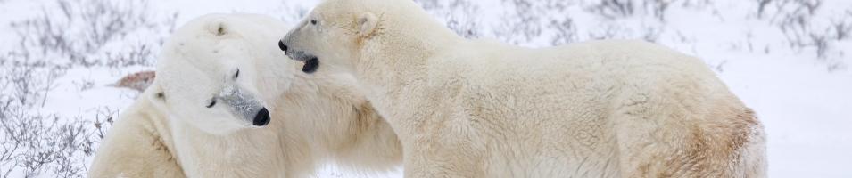 Churchill Polar Bears