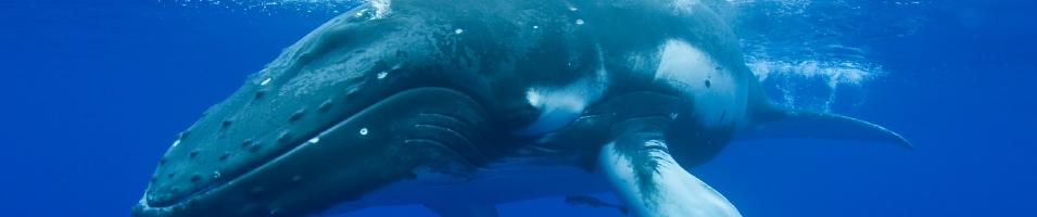 Humpback Whale Expedition