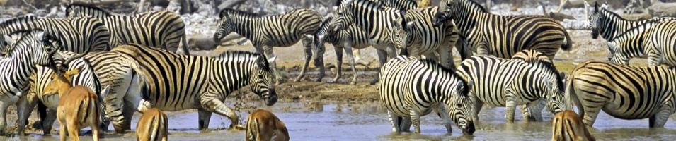 Etosha Watering whole