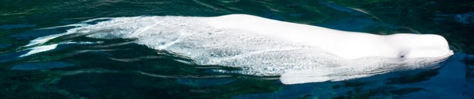 Beluga Whale