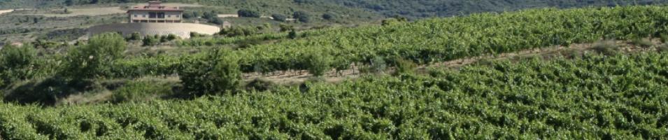 Vineyard In LaRioja