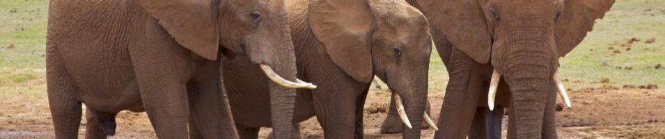 Gorilla and Elephant Wildlife Safari Adventure