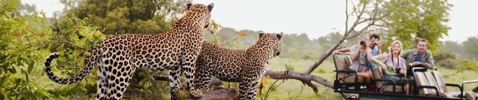 Leopard Party