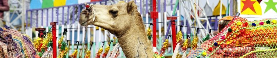 Decorated Camel