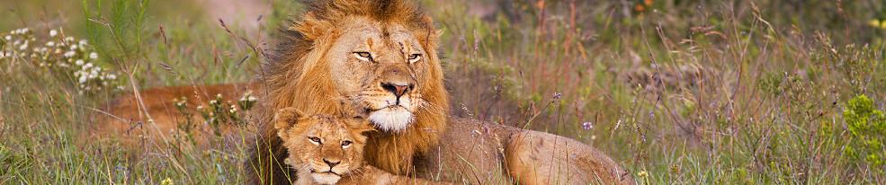 Lions