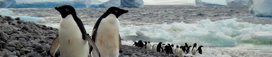 Antarctica