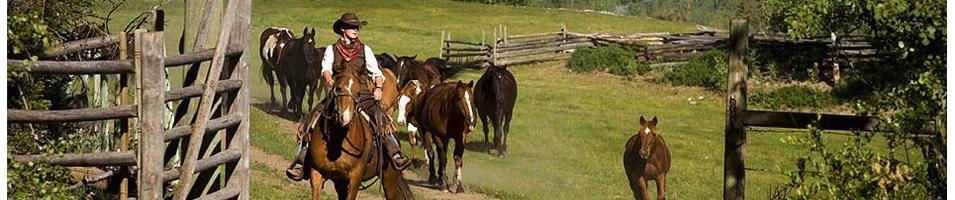 Ranch Experience