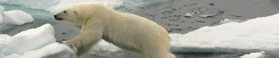 Arctic Cruise
