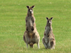Australia In Depth