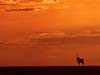 Skeleton Coast Camp Sunset