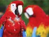 Brazil & Amazon Signature