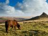 Dartmoor National Park