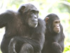 Tanzania Chimpanzees