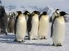 Penguins