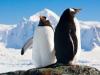 Penguins dreaming
