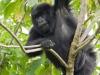 Gorilla Youth