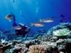 Diving Bali