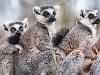 Lemurs
