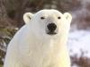Churchill Polar Bear