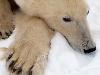 Churchill Polar Bear