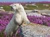 Churchill Polar Bear