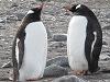 Penguin Safari