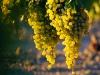 White Grapes