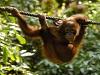 Orangutan