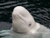 Beluga Whale