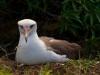 Albatross Bird