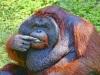 Orangutan