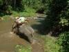 Elephanr Riding