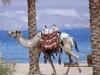 Camel by the Red Sea