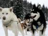 Sled Dogs