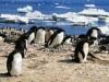 Adelie Penguins