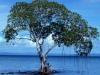 Lagoon Mangrove Tree