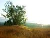 Isreali Landscape
