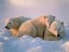 Polar Bear Mother with Cub